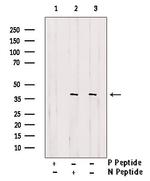 Phospho-MKP-1 (Ser359) Antibody in Western Blot (WB)