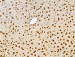 Phospho-AKT1 (Ser124) Antibody in Immunohistochemistry (Paraffin) (IHC (P))