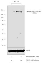 Phospho-TSC2 (Ser1387) Antibody in Western Blot (WB)