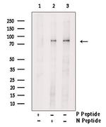 Phospho-IRAK1 (Thr209) Antibody in Western Blot (WB)