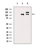 Phospho-KIF11 (Thr926) Antibody in Western Blot (WB)