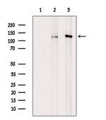 Phospho-KIF11 (Thr926) Antibody in Western Blot (WB)