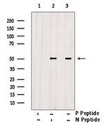 Phospho-FOXL2 (Ser238) Antibody in Western Blot (WB)