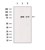 Phospho-PKC delta (Ser645) Antibody in Western Blot (WB)