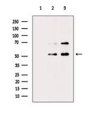 Phospho-Cdc20 (Ser51) Antibody in Western Blot (WB)