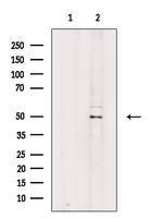 Phospho-Cdc20 (Ser51) Antibody in Western Blot (WB)