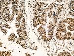 Phospho-PPIG (Ser376) Antibody in Immunohistochemistry (Paraffin) (IHC (P))