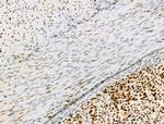 Phospho-PPIG (Ser376) Antibody in Immunohistochemistry (Paraffin) (IHC (P))