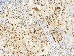 Phospho-PPIG (Ser376) Antibody in Immunohistochemistry (Paraffin) (IHC (P))