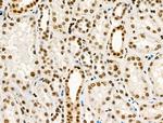 Phospho-PPIG (Ser376) Antibody in Immunohistochemistry (Paraffin) (IHC (P))