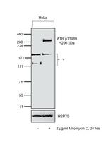 Phospho-ATR (Thr1989) Antibody in Western Blot (WB)