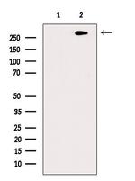 Phospho-ATR (Thr1989) Antibody in Western Blot (WB)