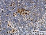 Phospho-RUNX2 (Ser340) Antibody in Immunohistochemistry (Paraffin) (IHC (P))