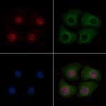 Phospho-MOB4A (Thr35) Antibody in Immunocytochemistry (ICC/IF)