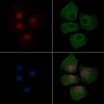 Phospho-PAR4 (Thr163) Antibody in Immunocytochemistry (ICC/IF)