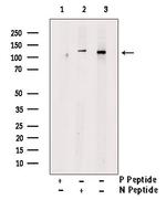Phospho-NEDD4L (Ser342) Antibody in Western Blot (WB)