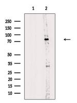 Phospho-RAD18 (Ser403) Antibody in Western Blot (WB)