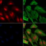 Phospho-NUDC (Ser326) Antibody in Immunocytochemistry (ICC/IF)