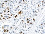 Phospho-NUDC (Ser326) Antibody in Immunohistochemistry (Paraffin) (IHC (P))