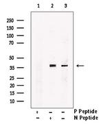 Phospho-NUDC (Ser326) Antibody in Western Blot (WB)