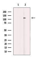 53BP2 Antibody in Western Blot (WB)