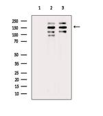 53BP2 Antibody in Western Blot (WB)