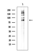c-Mpl Antibody in Western Blot (WB)