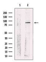 c-Mpl Antibody in Western Blot (WB)