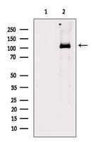 PPIG Antibody in Western Blot (WB)