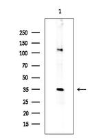 MOB4A Antibody in Western Blot (WB)