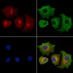 JAK1 Antibody in Immunocytochemistry (ICC/IF)