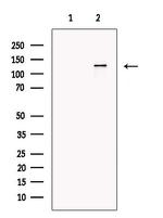 JAK1 Antibody in Western Blot (WB)