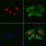 n-Myc Antibody in Immunocytochemistry (ICC/IF)