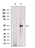 n-Myc Antibody in Western Blot (WB)