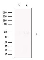 Caspase 9 (Cleaved Asp353) Antibody in Western Blot (WB)