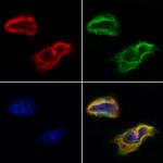 Caspase 9 (Cleaved Asp330) Antibody in Immunocytochemistry (ICC/IF)