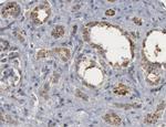 Caspase 9 (Cleaved Asp330) Antibody in Immunohistochemistry (IHC)