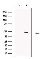 Caspase 9 (Cleaved Asp330) Antibody in Western Blot (WB)