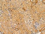 DCT Antibody in Immunohistochemistry (Paraffin) (IHC (P))