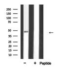 AP2 alpha Antibody in Western Blot (WB)