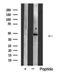 ACTG2 Antibody in Western Blot (WB)