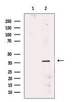 SIAH2 Antibody in Western Blot (WB)