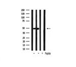 GATA3 Antibody in Western Blot (WB)