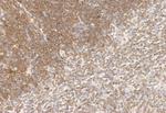 AMPK alpha Antibody in Immunohistochemistry (Paraffin) (IHC (P))