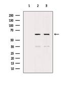 AMPK alpha Antibody in Western Blot (WB)