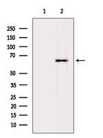 AMPK alpha Antibody in Western Blot (WB)