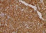 Phospho-SKP1 (Thr131) Antibody in Immunohistochemistry (Paraffin) (IHC (P))