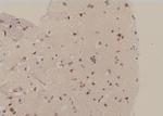 Phospho-FABP7 (Thr117) Antibody in Immunohistochemistry (Paraffin) (IHC (P))