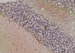 Phospho-FABP7 (Thr117) Antibody in Immunohistochemistry (Paraffin) (IHC (P))