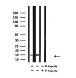 Phospho-FABP7 (Thr117) Antibody in Western Blot (WB)